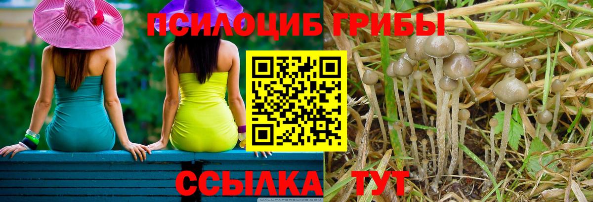 Знаменск  Псилоцибиновые грибы Psilocybine cubensis  Вход с VPN 